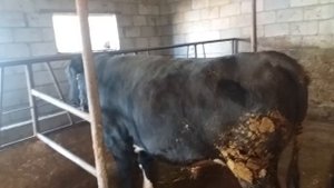 (28) зарезал быка  подводим итоги