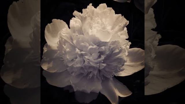 Peony смотреть онлайн
