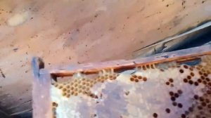 В чем еще преимущество двух маточного содержания пчел