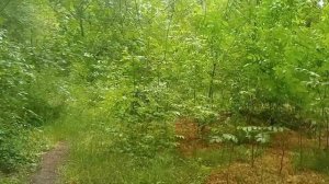 вызов дождя ритуал сработал, 1-й день через 2 часа мелкий дождь, на 2-й день полноценный дождь