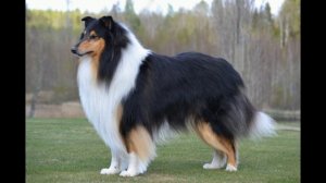 Шотландская овчарка. Колли. Длинношерстная колли.