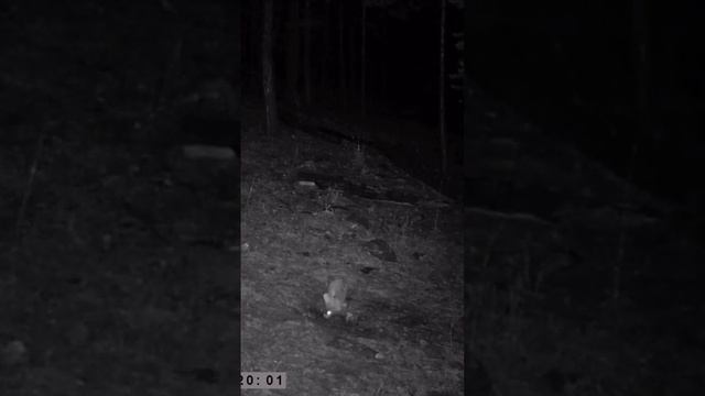 КОСУЛЯ СИБИРСКАЯ ГУРАН ФОТОЛОВУШКА #shorts смотреть онлайн