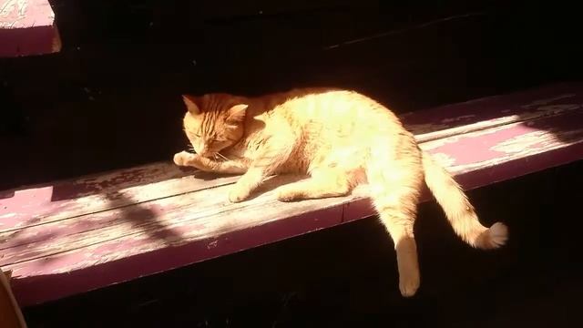 Кот Персиваль ложиться спать. смотреть онлайн