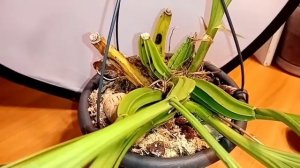 первое домашние цветение гонгоры