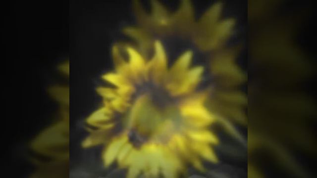 Подсолнечник. смотреть онлайн