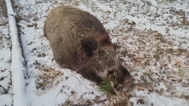 ОХОТА НА ВЕПРЯ КАБАН С ПОДХОДА смотреть онлайн