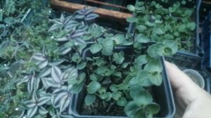 Каллизия ползучая (Callisia repens) Размножение, уход.