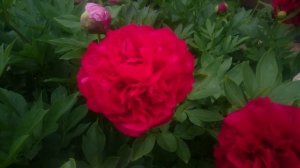 Paeonia Edgar Jessep