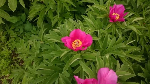 Коллекция Марианны Успенской в Ботаническом саду МГУ. смотреть онлайн