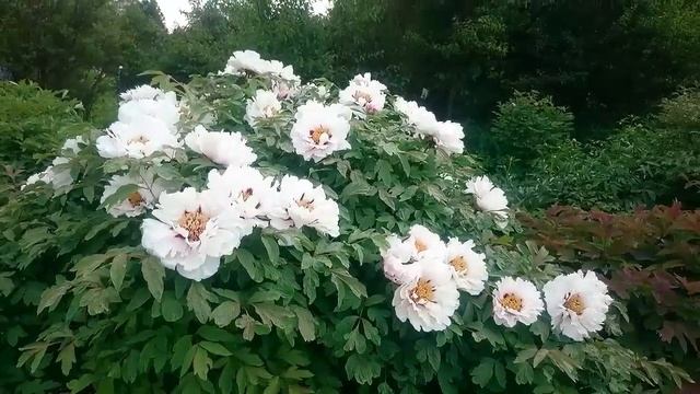 Коллекция Марианны Успенской в Ботаническом саду МГУ. смотреть онлайн