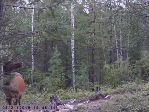 ИЗЮБРЯ НА СОЛОНЦАХ