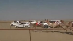 гонки на верблюдах