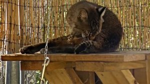 Adorable Bobcat Grooms Itself - Big Cat Rescue Live Cam Highlight 11/01/17