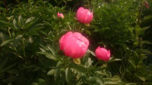 Paeonia Lovely Rose???