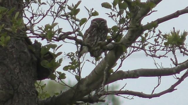 LITTLE OWLS - The Smallest UK Owl  - Athene noctua