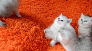 Британские котята драгоценного окраса