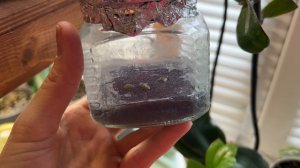 🔴РАЗМНОЖЕНИЕ ОРХИДЕЙ СЕМЕНАМИ ДОМА #orchid #обзорорхидей #таксебеорхоман #цветы #размножениеорхидей