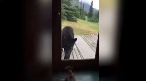 Кот напугал медведя