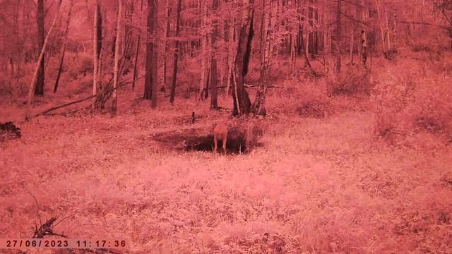 ИЗЮБРЯ И КОСУЛИ смотреть онлайн