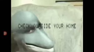 Dolphin muzzle 