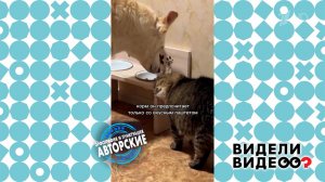 Кот-помощник. Видели видео? Фрагмент выпуска от 02.02.2025