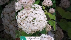 Мои Древовидные гортензии