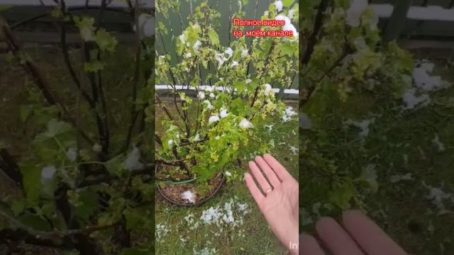 Заморозки в Подмосковье. 07.05.2024.