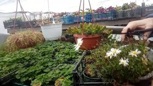 ПОКАЗЫВАЮ как правильно обрезать растения осенью, для переноса домой или в теплицу!