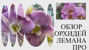ОБЗОР ОРХИДЕЙ ЛЕМАНА ПРО. СУПЕР БОЛЬШОЙ ЗАВОЗ