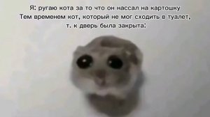Мини-Подборка мемов: Грустный хомяк с большим глазами