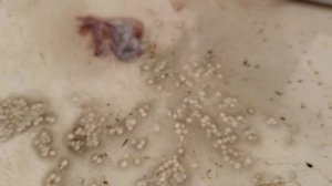 Икра Кальмара