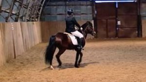 Светлана и Аквилон, ППДА проведение соревнований. #horse #equestrian #лошади #pony