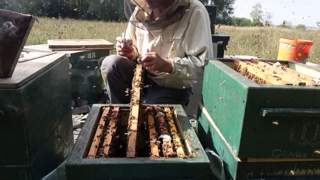 сборка гнезда в зиму в улье на 230 рамку , лучший способ закормки пчел, смотреть онлайн