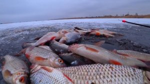 Ушëл от всех. Насадил Коровье вымя и Попëрло. Зимняя рыбалка со льда на кивок