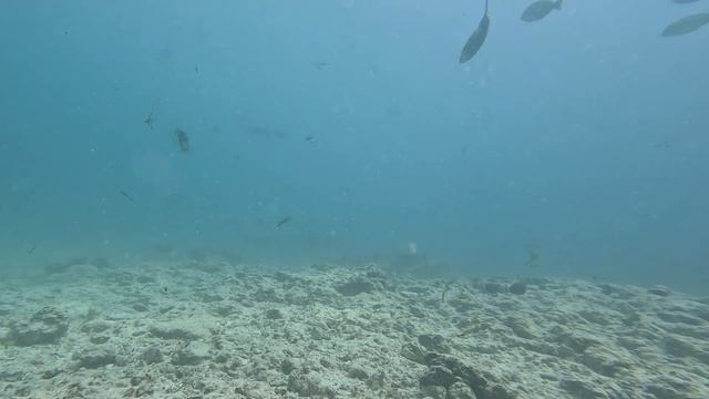 Дайвинг с Тигровыми акулами на острове Фувамула (Мальдивы) / Maldives, Fuvahmulah island 2024 смотреть онлайн