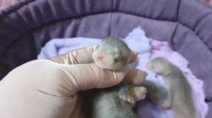 малыши хорьки