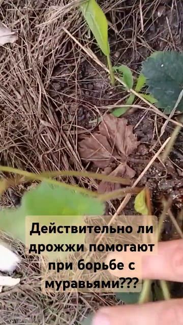 Дрожжи при борьбе с муравьями #рекомендации #муравьи #shorts