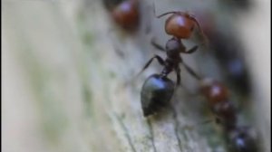 Crematogaster scutellaris