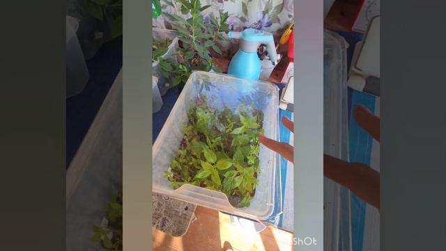 Адаптация черенков гортензий перед пересадкой в Р9.