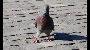 Nikon D5100 test photos