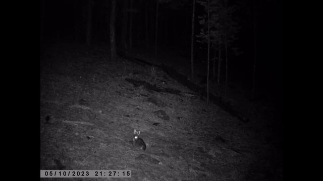 СИБИРСКИЙ КОЗЁЛ НАГОНЯЕТ СТРАХ ЗАЙЦАМ смотреть онлайн