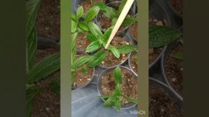 Обзор черенков гортензий Bonfire, Pandora и Skyfall. 27.04.2023