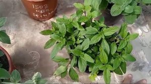 А у меня 6 новых ароматов экзотической мяты: барбарис, хвоя, персик, африканская, медовая, голубая.
