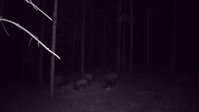 ДИКИЕ КАБАНЫ НА КОРМУШКЕ ФОТОЛОВУШКА ЖИВОТНЫЕ смотреть онлайн