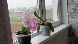 В ГОСТЯХ У МАМЫ.ТАРЕЛКИ НА СТЕНЕ