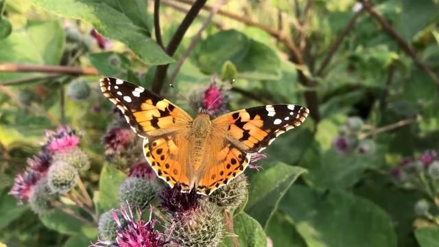 Бабочка Репейница смотреть онлайн
