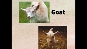 Animals and their babies