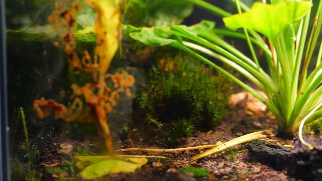 900 ДНЕЙ БЕЗ ЕДЫ - ЭКОСИСТЕМА В ЗАКРЫТОМ ТЕРРАРИУМЕ I ПОСЛЕДНЕЕ ВИДЕО смотреть онлайн