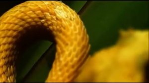 Охота змеи на лягушку