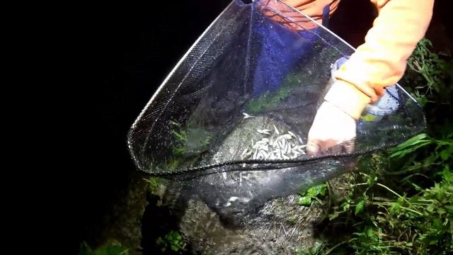 ПОДСАК В ДРЕБЕЗГИ! НОЧНАЯ РЫБАЛКА В СЕНТЯБРЕ. То-ли подсак БРАКОВАННЫЙ то-ли рыбы ТЯЖЕЛЫЕ... смотреть онлайн